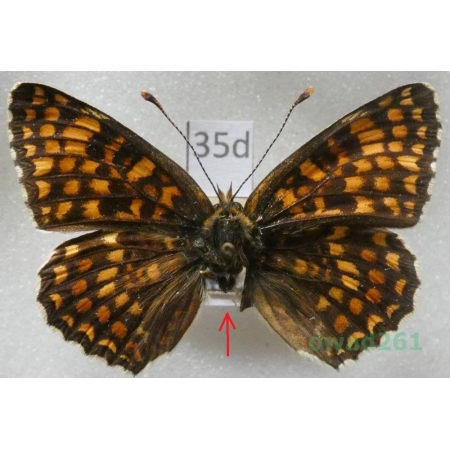 Melitaea phoebe (Denis & Schiffermüller, 1775) Czech35d